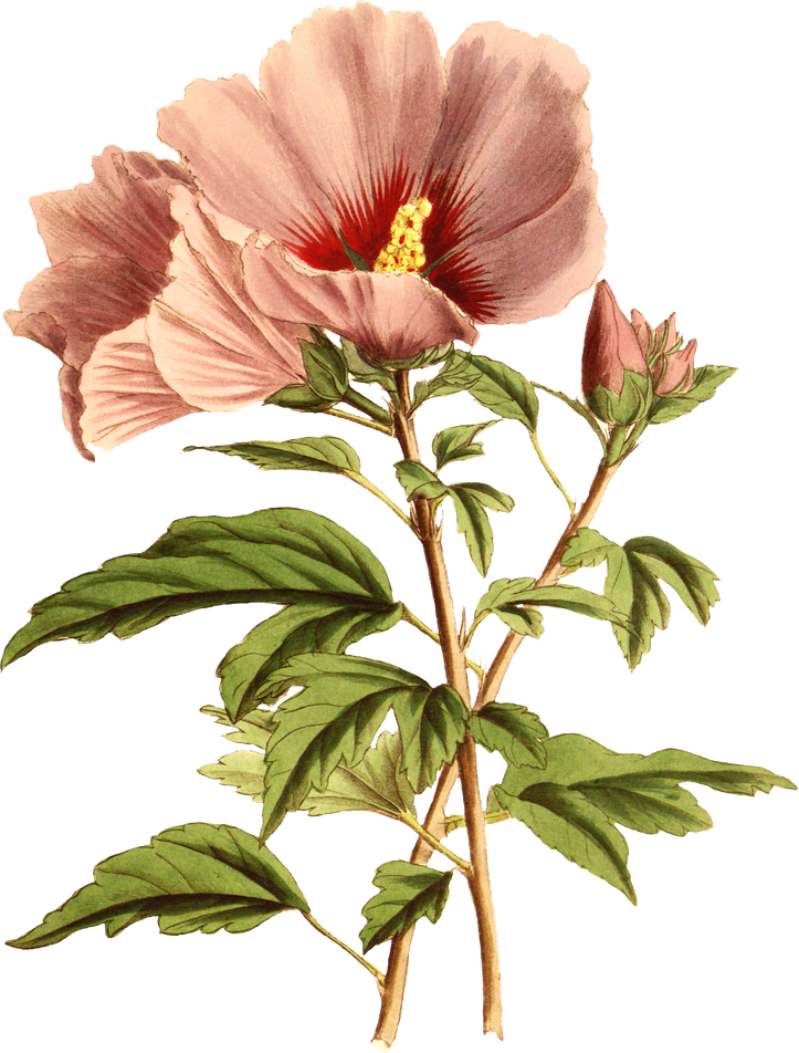 Floral Plant Illustration
